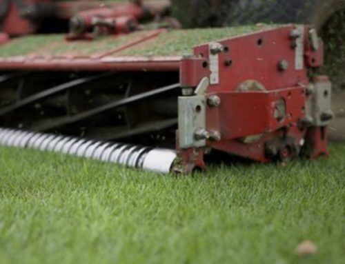 6 Steps for Smart Overseeding for Fall
