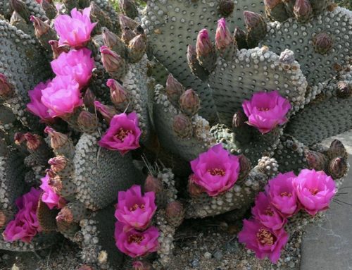 Plant of the Month: Beavertail Prickly Pear (Opuntia Basilaris)