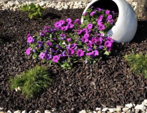 Landscaping Tip of the Month: Mulch to Save Water