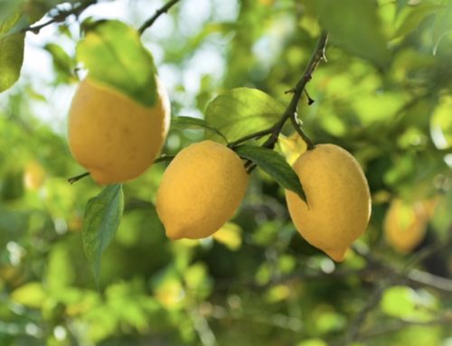 Plant of the Month: Citrus Trees