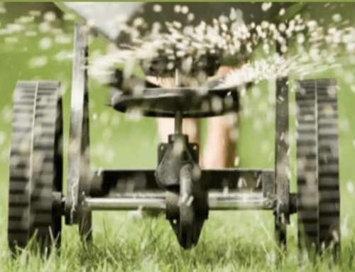 Skip Overseeding to Save Water and Money