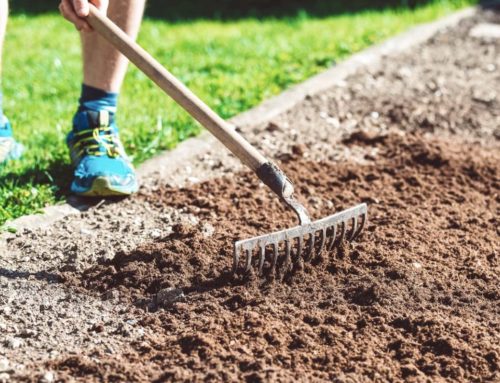 Landscaping Tip of the Month: Aerate Your Soil