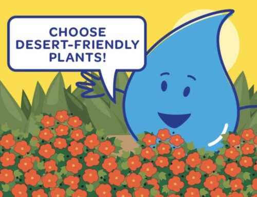 Landscaping Tip of the Month: Choose Desert-Friendly Plants