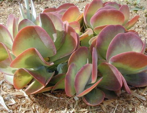 Plant of the Month: Paddle Plant or Red Pancake (Kalanchoe Thyrsiflora)