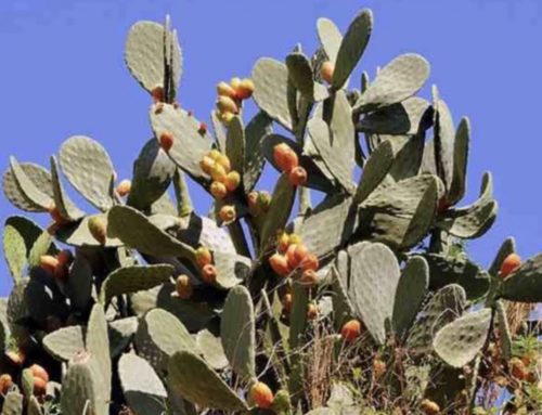 Plant of the Month: Prickly Pear Cactus (Opuntia)