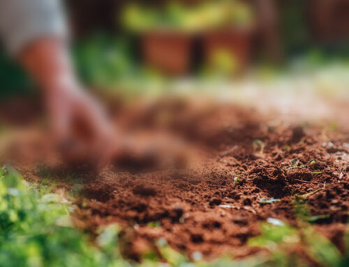 Landscaping Tip of the Month: Keep Your Soil Healthy