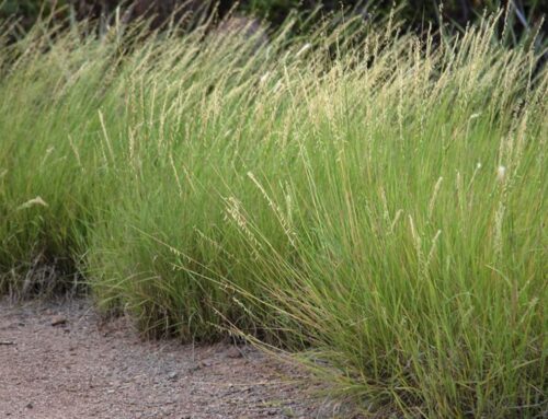 Plant of the Month: Sideoats Grama or Bouteloua Curtipendula