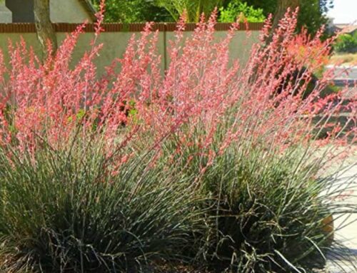 Plant of the Month: Red Yucca (Hesperaloe Parviflora)