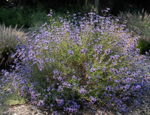 Plant of the Month: Cleveland Sage, Chaparral Sage (Salvia Clevelandii)