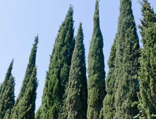 Plant of the Month: Italian Cypress (Cupressus sempervirens)