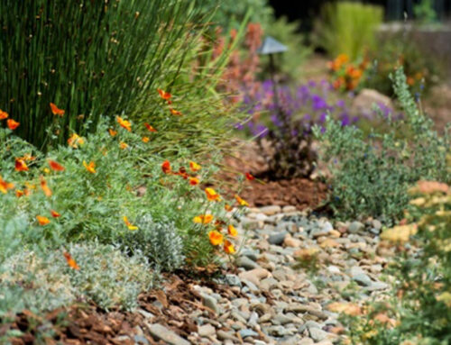 10 Landscaping Tips for the Coachella Valley