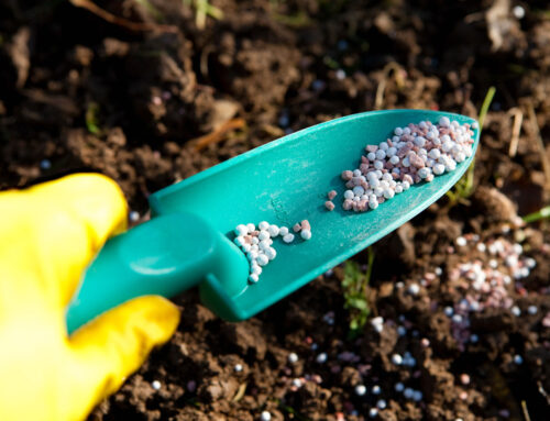 Landscaping Tip of the Month: Avoid Over-Fertilizing