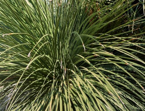 Plant of the Month: Tree Bear Grass (Nolina Matapensis)
