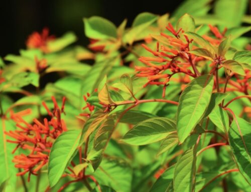 Plant of the Month: Scarlet Bush, Fire Bush (Hamelia Patens)