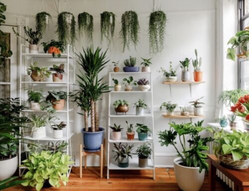 A Brief Guide to Indoor Plants: Growing and Benefits
