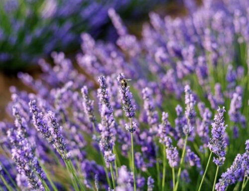 Plant of the Month: Spanish Lavender (Lavandula Stoechas)