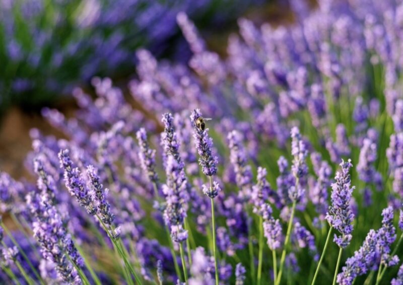 Plant of the Month: Spanish Lavender (Lavandula Stoechas) - CV Water Counts