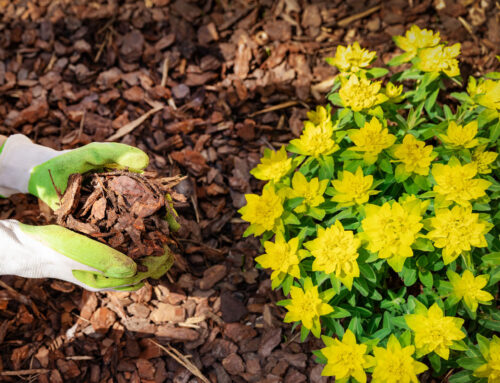 Landscaping Tip Of The Month: Mulch To Save Water