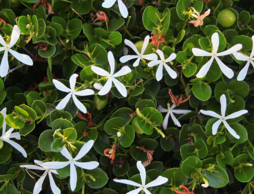 Plant Of The Month: Natal Plum (Carissa Macrocarpa)