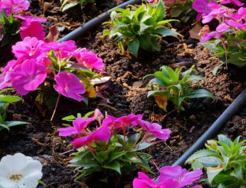 Landscaping Tip Of The Month: Diy: Replace Sprinklers With Drip Irrigation