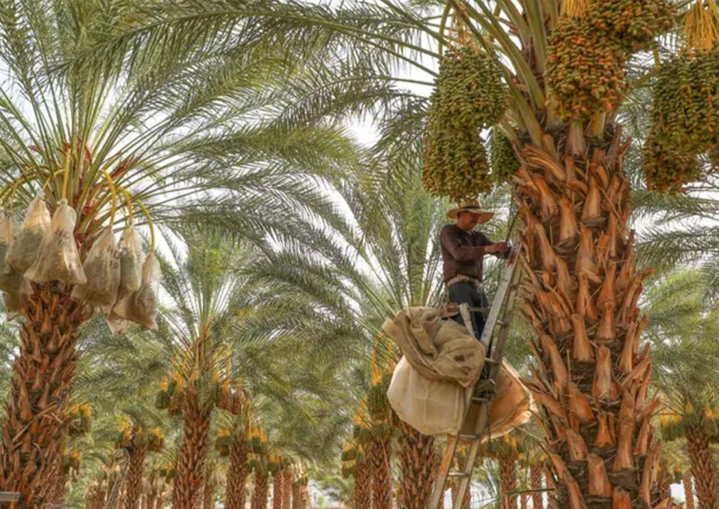 Plant Of The Month Date Palm (Phoenix Dactylifera) CV Water Counts