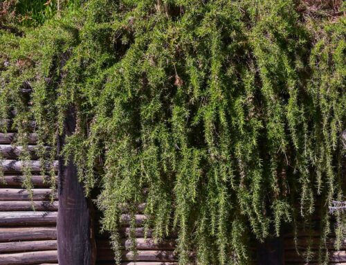 Plant Of The Month: Prostrate Rosemary (Rosmarinus Officinalis ‘Prostratus’)
