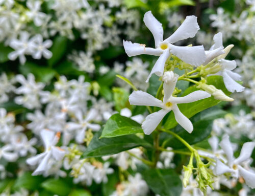 Plant Of The Month: Star Jasmine (Trachelospermum Jasminoides)