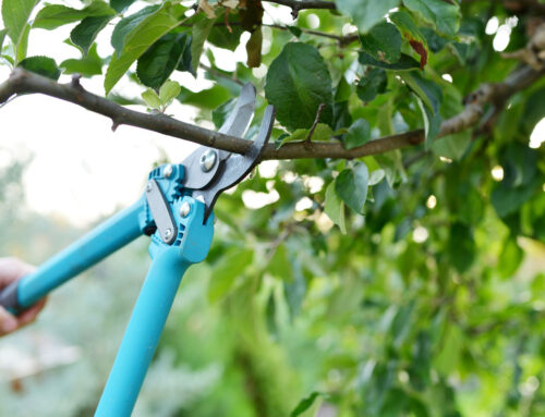 Landscaping Tip Of The Month: Understand The Irrigation And Pruning Connection