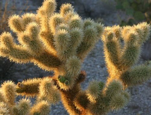 Plant Of The Month: Teddy Bear Cholla (Opuntia Bigelovii)