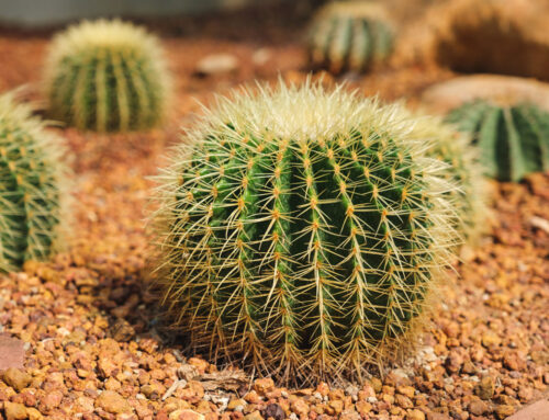 Plant Of The Month: Golden Barrel Cactus (Echinocactus Grusonii)