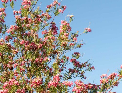 Plant Of The Month: Desert Willow (Chilopsis Linearis)