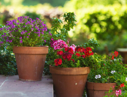 Landscaping Tip Of The Month: Consider Container Plants