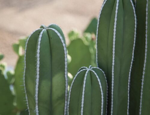 Plant Of The Month: Mexican Fencepost (Pachycereus Marginatus)