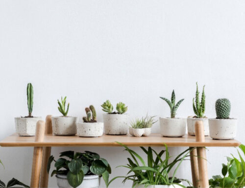 Celebrate National Indoor Plant Week!