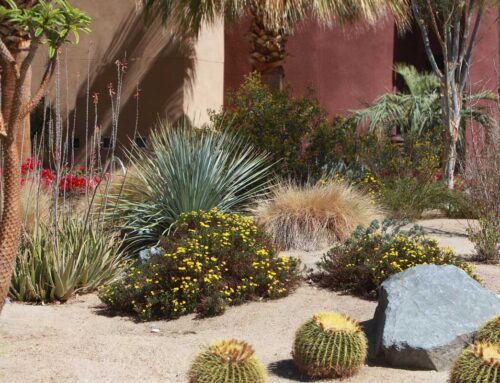 Landscaping Tip Of The Month: Create A Desert Friendly Garden