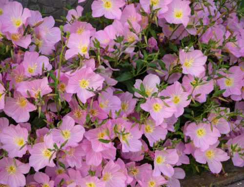 Plant Of The Month: Mexican Evening Primrose (Oenothera Berlandieri)