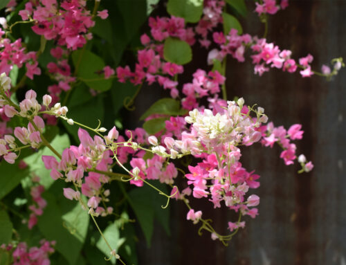 Plant Of The Month:  Queen’s Wreath, Coral Vine (Antigonon Leptopus)