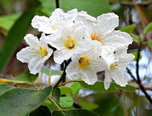 Plant Of The Month: Texas Olive (Cordia Boissieri)