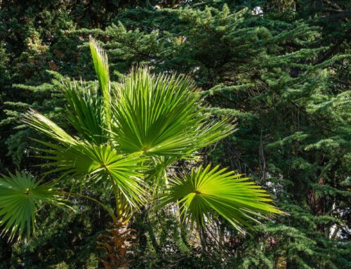 Plant Of The Month: California Fan Palm (Washingtonia Filifera)