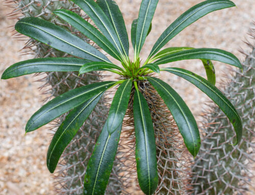 Plant Of The Month:  Madagascar Palm (Pachypodium Lamerei)