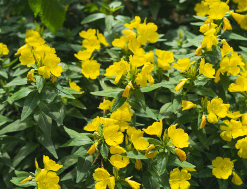 Plant Of The Month: Calylophus Hartwegii