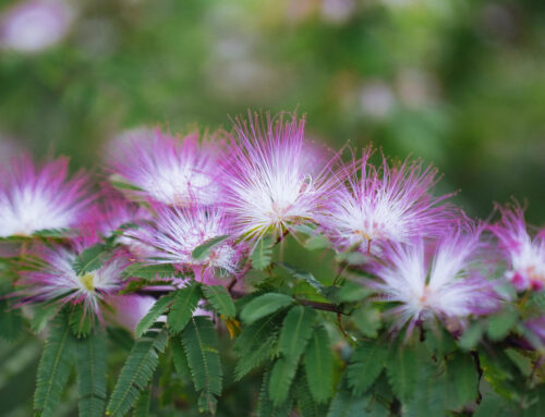 Plant Of The Month: Pink Fairy Duster (Calliandra Eriophylla)