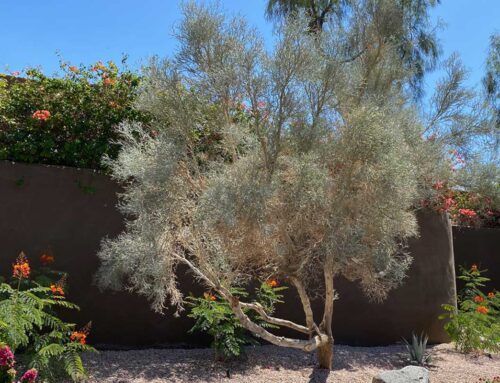 Plant Of The Month: Smoke Tree (Psorothamnus Spinosus)