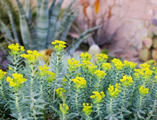Plant Of The Month: Gopher Plant (Euphorbia Rigida)