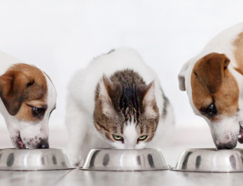 Keep Them Happy – It’s National Pet Hydration Month!