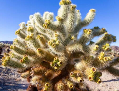 Plant of the Month: Teddybear Cholla (Opuntia Bigelovii)