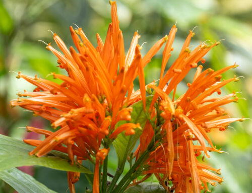 Plant of the Month: Mexican Honeysuckle (Justicia Spicigera)