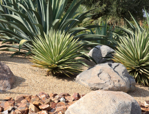 Landscaping Tip of the Month: Choose Water-Wise, Desert-Adapted Plants