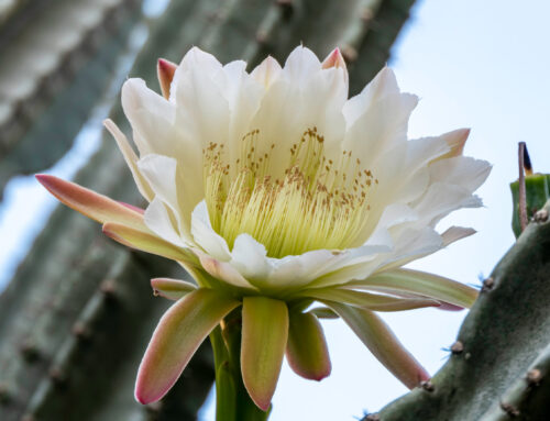 Plant Of The Month:  Hildmann’s Cereus: A Desert Beauty