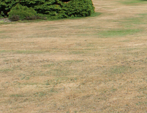 Skip Overseeding: Go Gold To Save